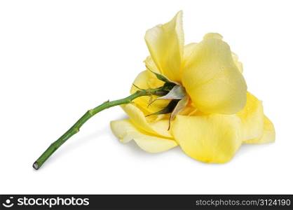 Beautiful yellow rose with drops isolated on white background
