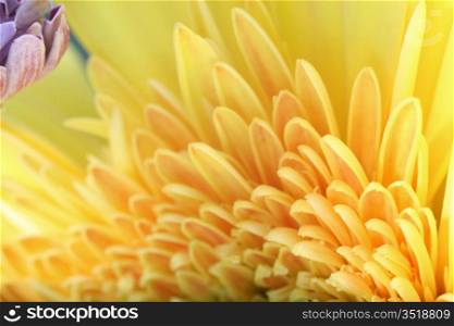 beautiful yellow spring flower close-up