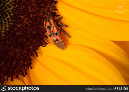 beautiful yellow sunflower . beautiful yellow sunflower macro close up photography