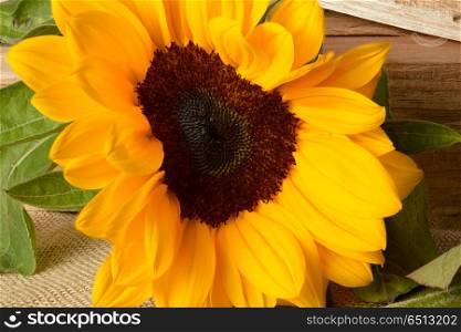 beautiful yellow sunflower . beautiful yellow sunflower macro close up photography