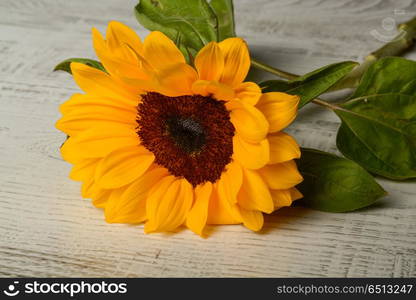 beautiful yellow sunflower . beautiful yellow sunflower macro close up photography