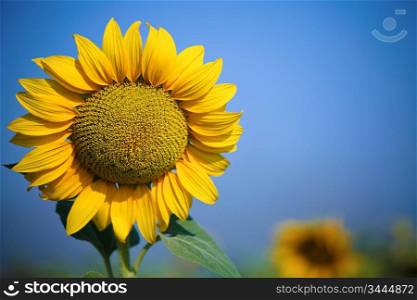 Beautiful yellow sunflower on spring field. Shoot was taken with warm polarized filter