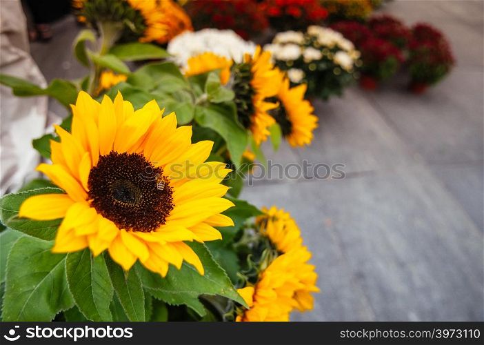 Beautiful yellow sunflower plant with bee in flower market