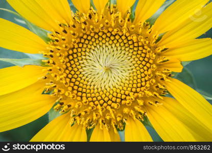 Beautiful yellow sunflowers blooming in the daytime.