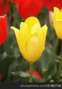 Beautiful yellow tulip in spring garden