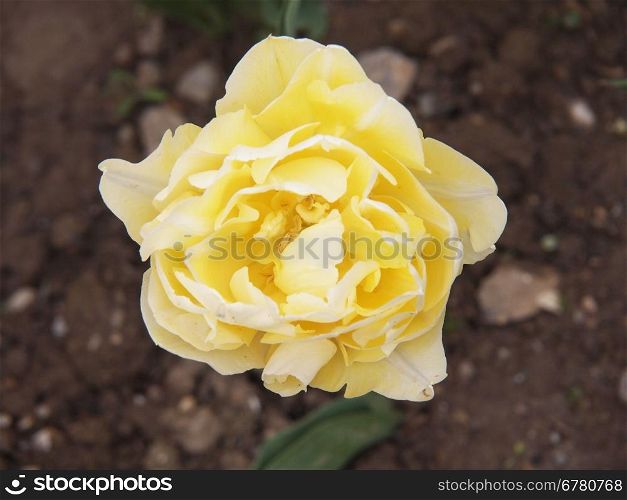 Beautiful yellow tulip in spring garden