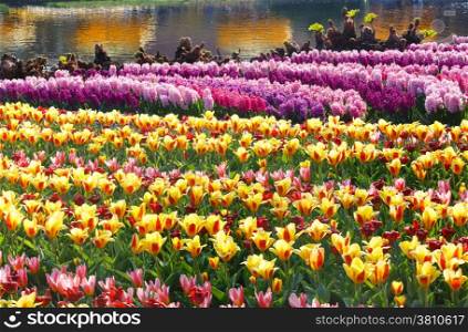 Beautiful yellow tulips and pink hyacinths near pond. Nature spring background.