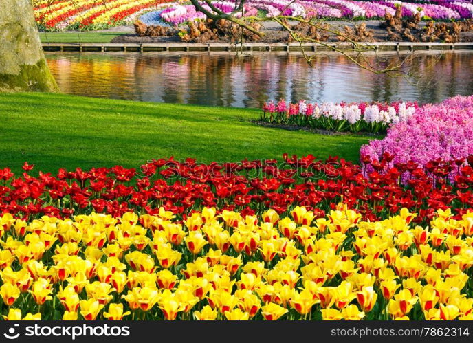 Beautiful yellow tulips and varicolored hyacinths near pond. Spring park.