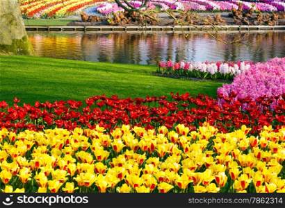 Beautiful yellow tulips and varicolored hyacinths near pond. Spring park.