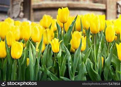 Beautiful yellow tulips flower with green leaves grown in garden. yellow tulips flower