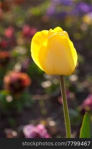 beautiful yellow tulips in city park