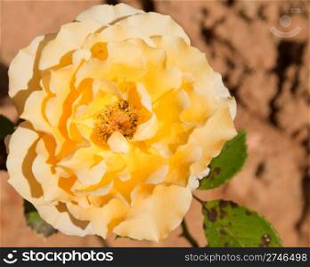 beautiful yellow vibrant rose on a small garden