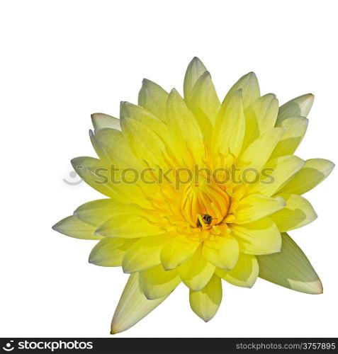 Beautiful yellow waterlily, isolated on a white background