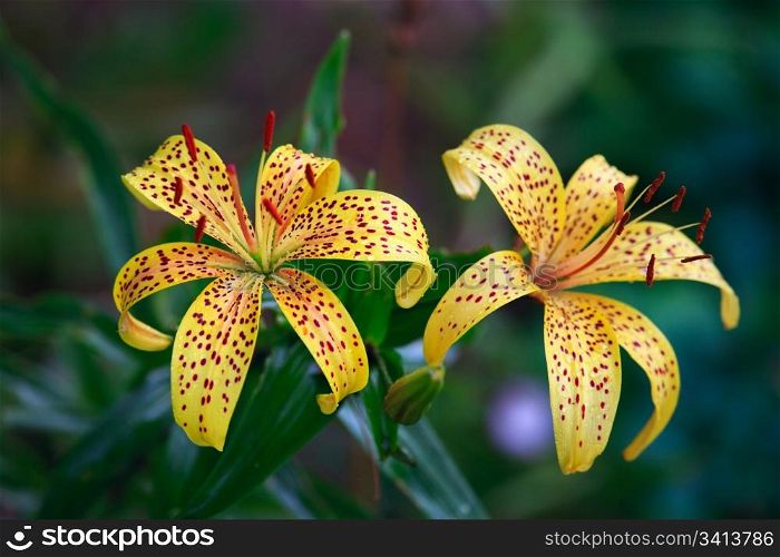Beautiful yellow wet lily