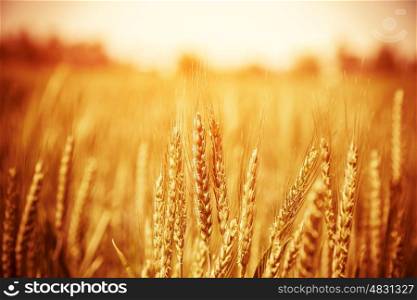 Beautiful yellow wheat field, autumnal nature, countryside, crop cultivation, dry rye stems, harvest season, healthy nutrition concept