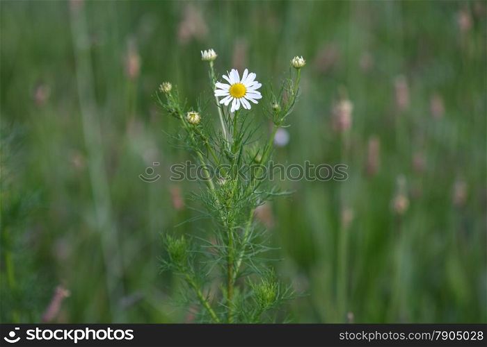 Beautiful yellow white chamomile in the field