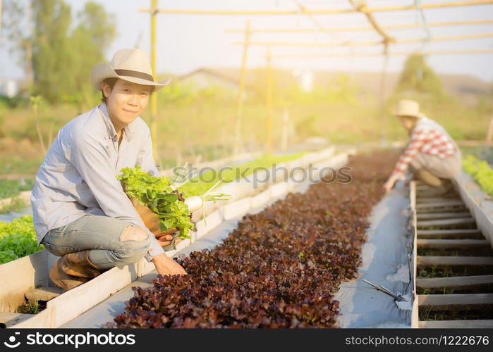 Beautiful young asian man and woman picking up fresh organic vegetable with basket together in the hydroponic farm, harvest and agriculture and cultivation for healthy food and business concept.