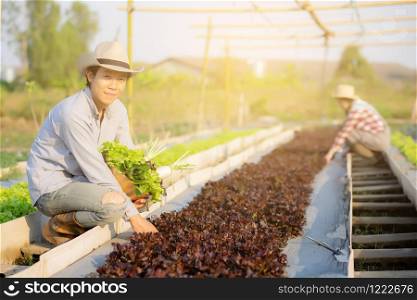 Beautiful young asian man and woman picking up fresh organic vegetable with basket together in the hydroponic farm, harvest and agriculture and cultivation for healthy food and business concept.