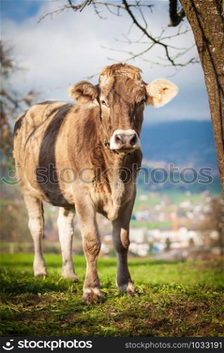beautiful young cow on pasture. cow on a meadow