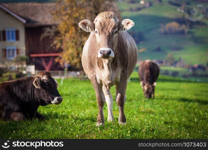 beautiful young cow on pasture. cow on a meadow