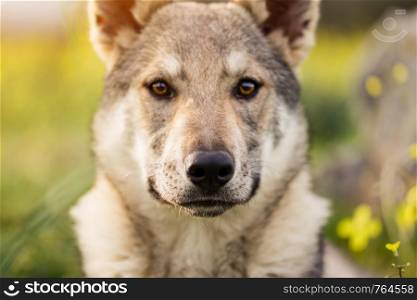 Beautiful young Czechoslovakian wolfdog pupppy in yellow flowers field at sunset spring day.