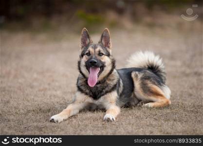 beautiful young Laika sits on dry grass with protruding tongue, Northern Russia and Russian Siberia