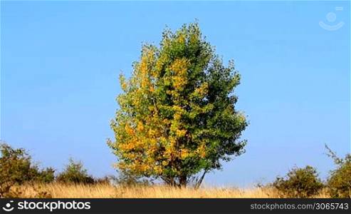 Beautiful young poplar tree