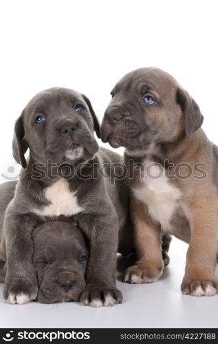 beautiful young puppy italian mastiff cane corso ( 5 weeks )