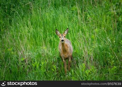 Beautiful young roe deer standing in green dense grass, spring day