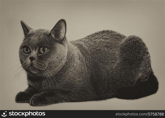 Beautiful young short-haired British gray cat on a light background