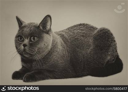Beautiful young short-haired British gray cat on a light background
