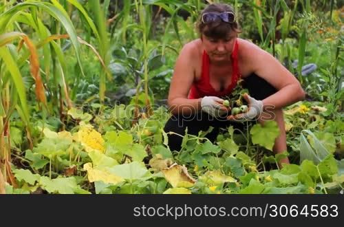 beautiful young woman collect cucumbers in garden, part 2