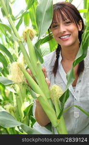 Beautiful young woman in a sweetcorn field