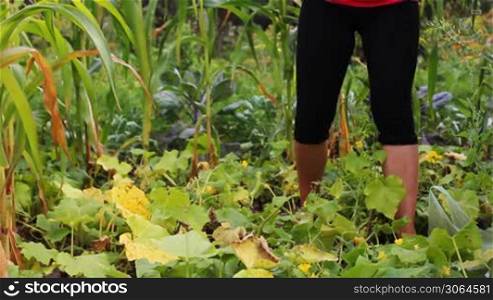 beautiful young woman sits down and begin to collect cucumbers in garden, part 1