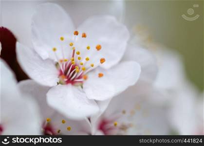 BeautifulcCherry blossom in spring,close up.