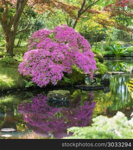 beautifull garden of park Clingendael in Holland,with azalea with water reflection , this is an public open park with beautifull flowers and plants as azalea and rhodondendron and japanese garden. pink azalea with water reflection