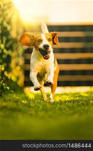 Beautifull three color Beagle dog fun in garden outdoors run and jump with ball towards camera. Funny beagle dog fun in garden outdoors runs and jump with ball towards camera