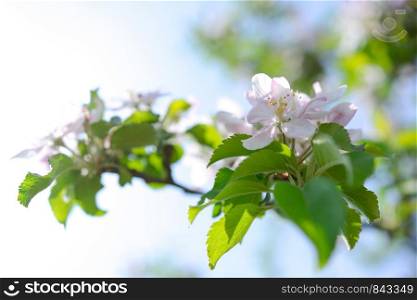 Beautifully blooming apple tree flowers in close-up (selective deep of field)