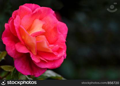 Beautifully blooming pink rose against a blurred background of the garden in close-up (with copy space)