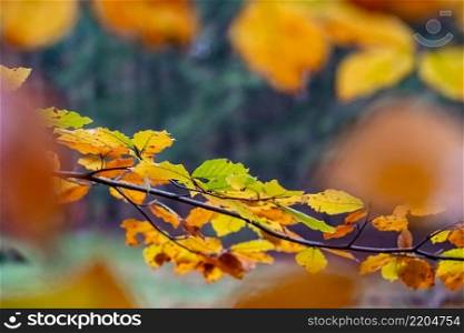 Beautifully colored Beech leaves on a twig with atmospheric details of decay and the autumn season