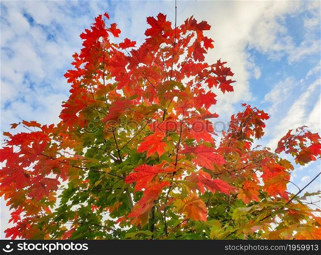 Beautifully colored maple tree dressed in fall colors set against the sky. Captured in Leeds.