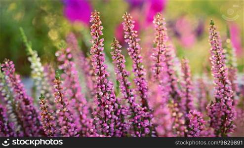 Beautifully flowering ornamental pink and white plant - flower.   Common heather  Calluna vulgaris 