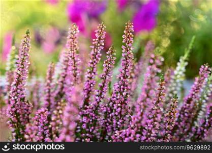 Beautifully flowering ornamental pink and white plant - flower.   Common heather  Calluna vulgaris 