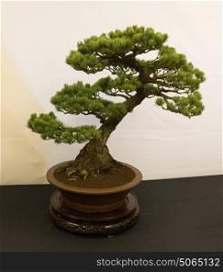 Beautifully sculpted competition Chinese Juniper bonsai
