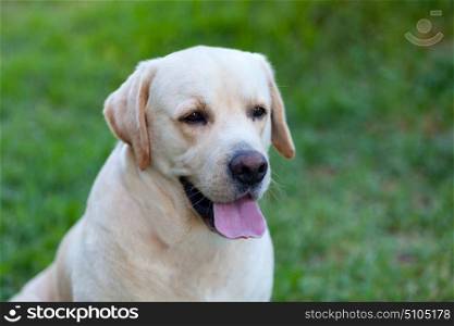 Beautigul Yellow Golden Labrador on the grass