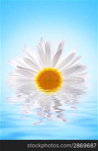 Beautiuful daisy reflecterd in rendered water