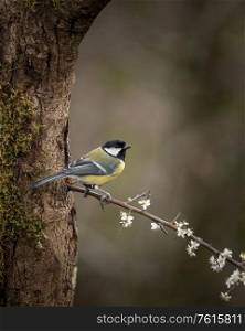 Beautiul Great Tit bird Parus Major on branch in Spring sunshine in garden