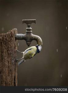 Beautiul Great Tit bird Parus Major on post with water tap in Spring sunshine in garden