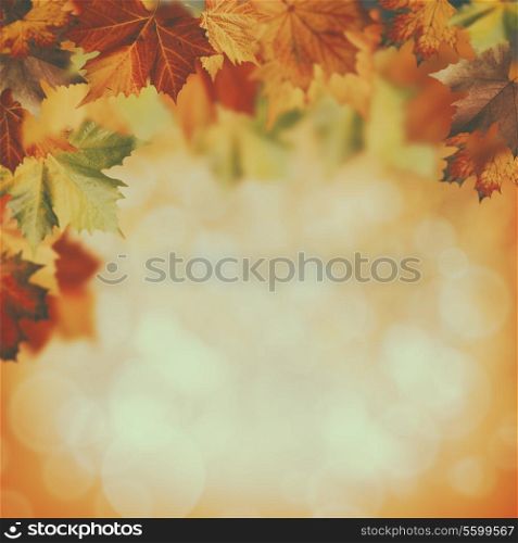 beauty autumnal backgrounds with faded colors