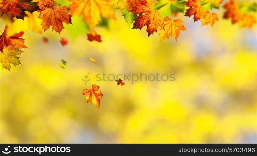 Beauty autumnal banner with falling leaves for your design